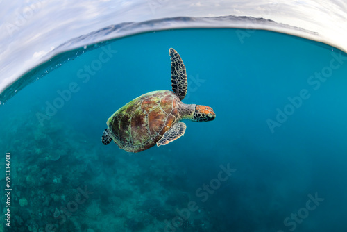 Green Turtle, The Great Barrier Reef Australia