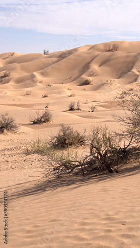 Scrubby vegetation in a valley surrounded by tall dunes in the Sahara Desert, outside of Douz, Tunisia