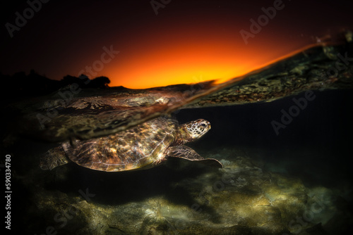 Green Turtle  The Great Barrier Reef Australia