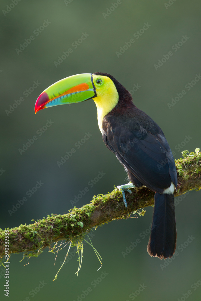 Keel-billed Toucan perching on a branch Keel-billed Toucan perching on a branch