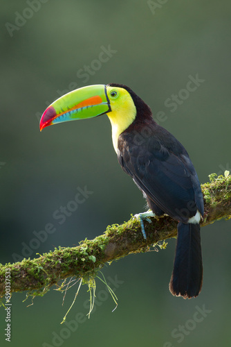 Keel-billed Toucan perching on a branch