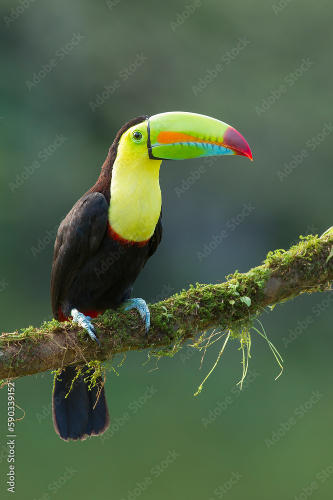 Keel-billed Toucan perching on a branch Keel-billed Toucan perching on a branch