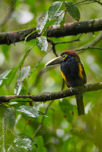 Yellow-eared Toucanet perching on branch © Juan Carlos Vindas
