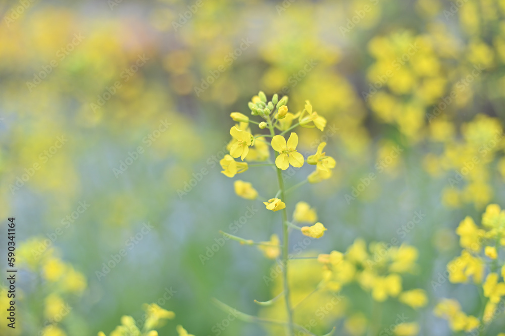 Obraz premium 菜の花