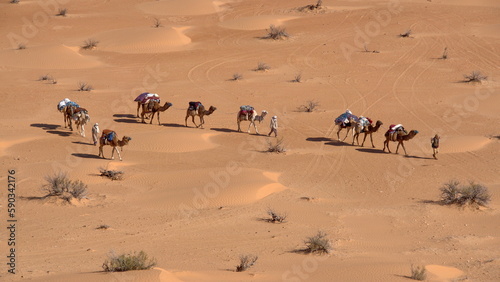Overhead view of bedouins leading a caravan of camels through the Sahara Desert, outside of Douz, Tunisia © Angela