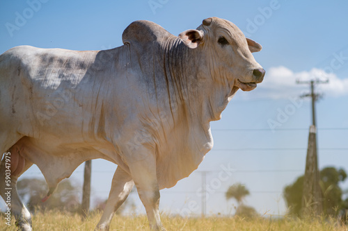 Rebanho bonito, gado de corte e touros da região pecuária de Mato Grosso, Brasil
