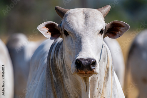 Rebanho bonito, gado de corte e touros da região pecuária de Mato Grosso, Brasil