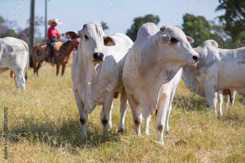 Rebanho bonito, gado de corte e touros da região pecuária de Mato Grosso, Brasil photo