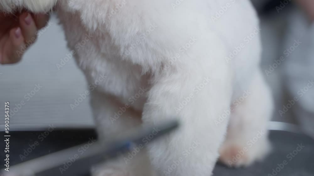 Haircut of a cute dog. white maltese, close up. 4K Haircut of a cute dog. white maltese, close up. 4K