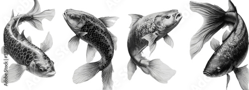 Koi FIsh Illustration Drawing Vector Editable