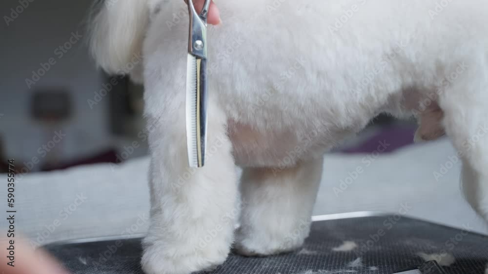 Haircut of a cute dog. white maltese, close up. 4K Haircut of a cute dog. white maltese, close up. 4K