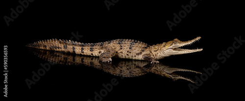 Australian Freshwater Crocodile sitting on a black reflective surface photo