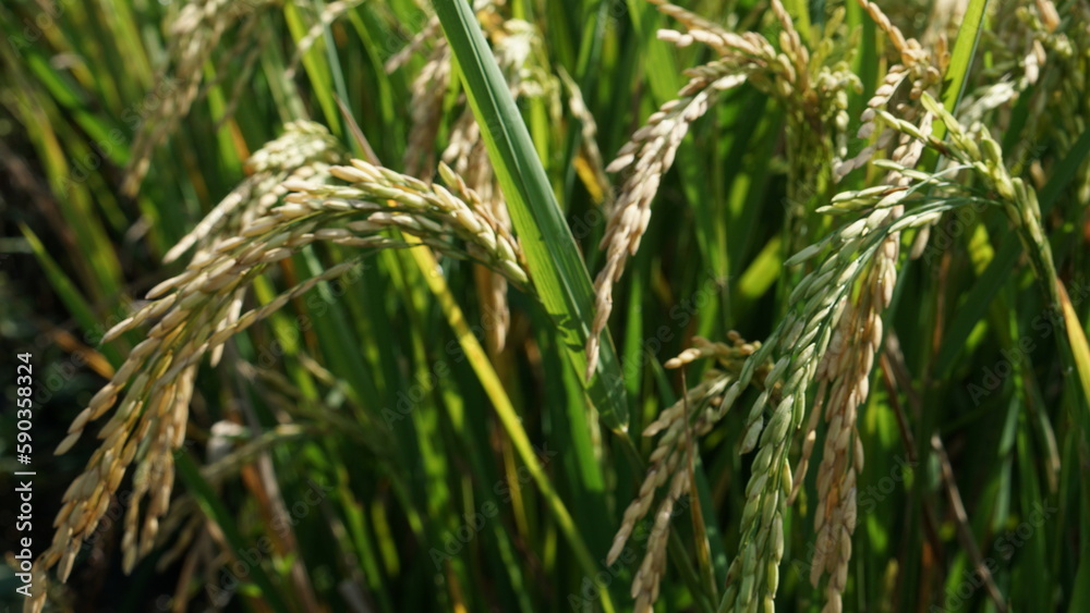 close up paddy ready to harvest (rice ripe) in rice field. Beautiful golden rice field. close up paddy ready to harvest (rice ripe) in rice field. Beautiful golden rice field.
