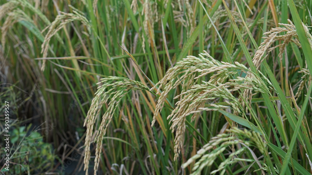 Focus selective or close up paddy ready to harvest (rice ripe) in rice ...