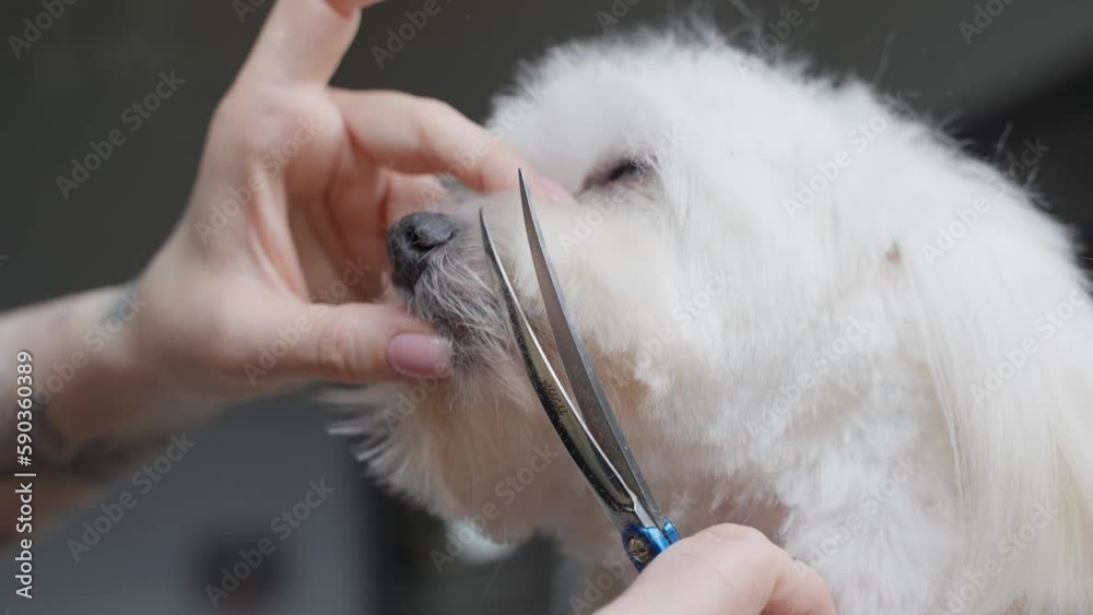 Haircut of a cute dog. white maltese, close up. 4K Haircut of a cute dog. white maltese, close up. 4K