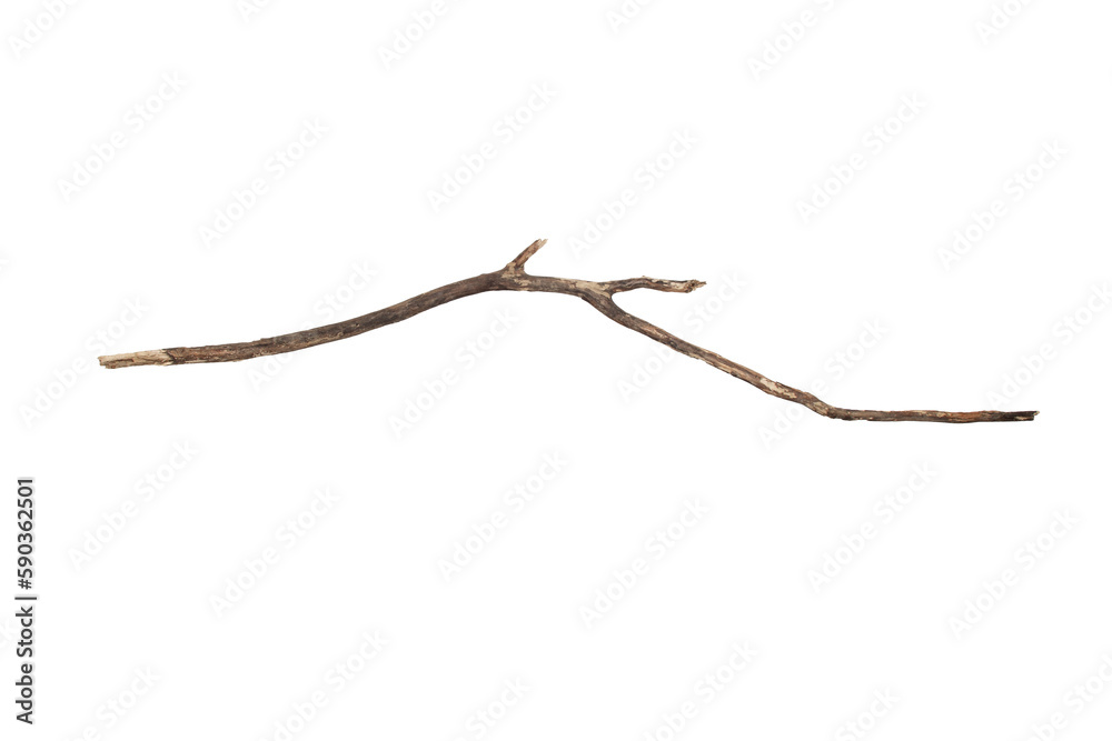 Branch isolated on transparent background.PNG file format. Branch isolated on transparent background.PNG file format.