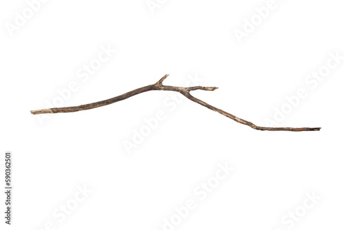 Branch isolated on transparent background.PNG file format.