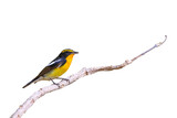 Beautiful narcissus flycatcher bird perched on a branch isolated on transparent background png file