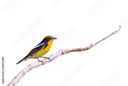 Beautiful narcissus flycatcher bird perched on a branch isolated on transparent background png file © Passakorn