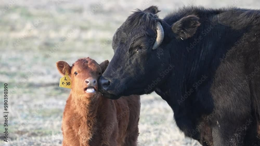 Mother cow licking baby calf standing in a field in Utah. Mother cow licking baby calf standing in a field in Utah.