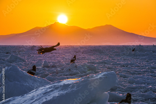 朝日の流氷の海を舞う大鷲４