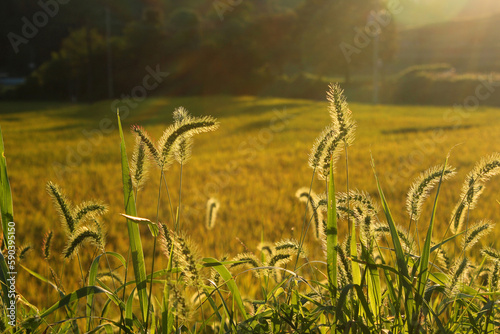 a foxtail in the sunset photo