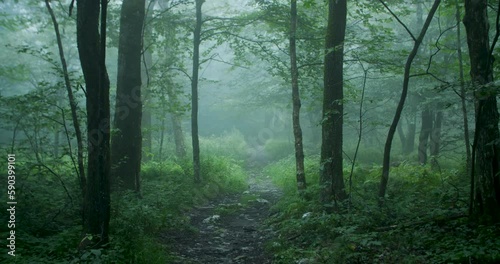 Hiking path in lush forest