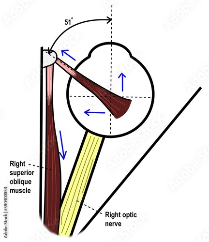 The function of superior oblique muscle of right eye in eye movement.