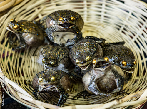 Frogs inflated and desiccated, sold by witches aka pharmacists in Bolivian markets for traditional ceremonies.