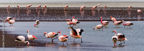 Flamingos in a shallow lake in Bolivia.
