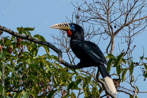 A female rufous-necked hornbill or Aceros nipalensis observed in Latpanchar in West Bengal, India photo