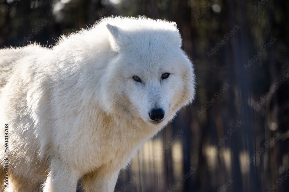 Obraz premium Arctic wolf looking right at me