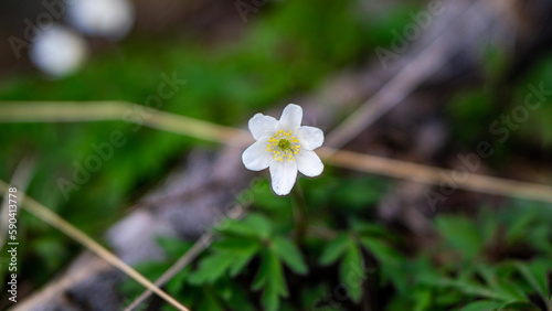 Anemonoides nemorosa in a forest gloomy background