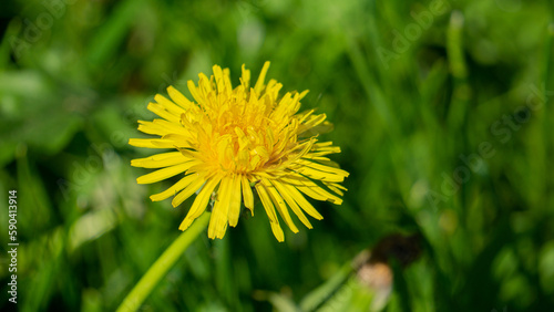 Yellow dandelion in the middle of a green meadow