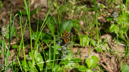 Brown butterfly in the middle of muddy grass
