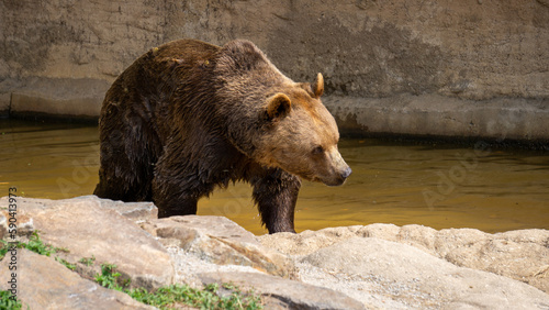 Brown bear from the zoo in Pilsen