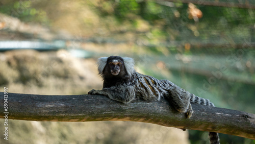 A white-bearded marmoset lying on a branch and looking at me