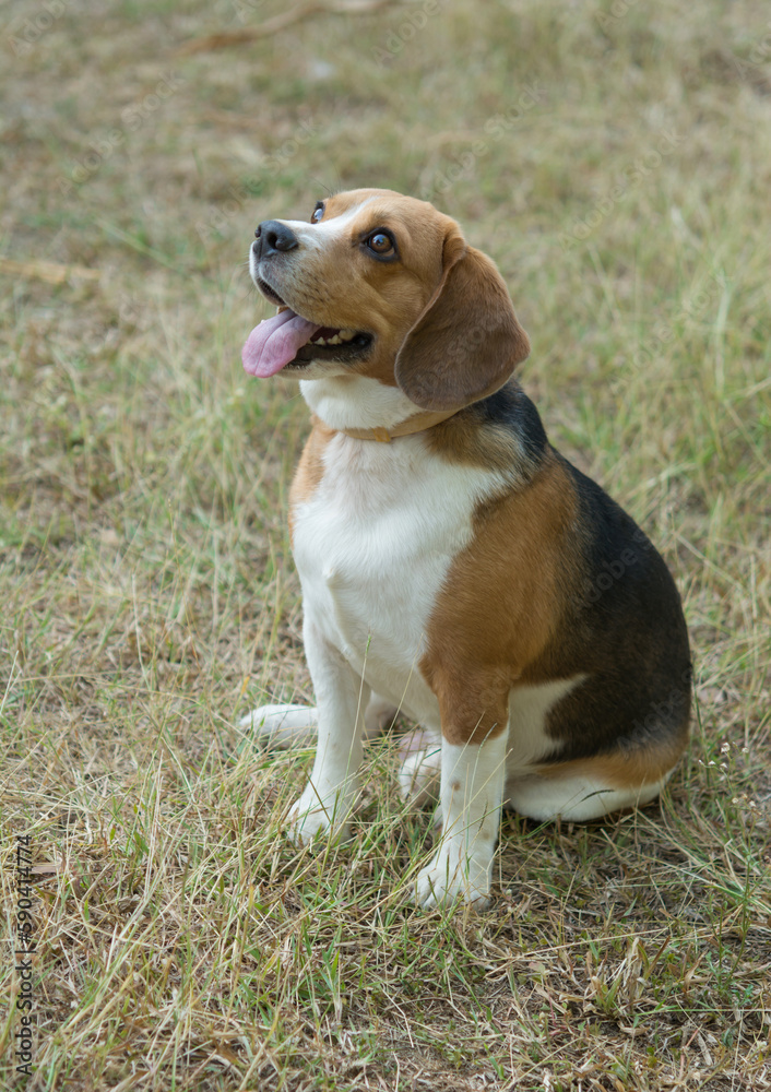 Funny looking beagle dog sitting in the meadow, smiling beagle dog, purebred beagle.