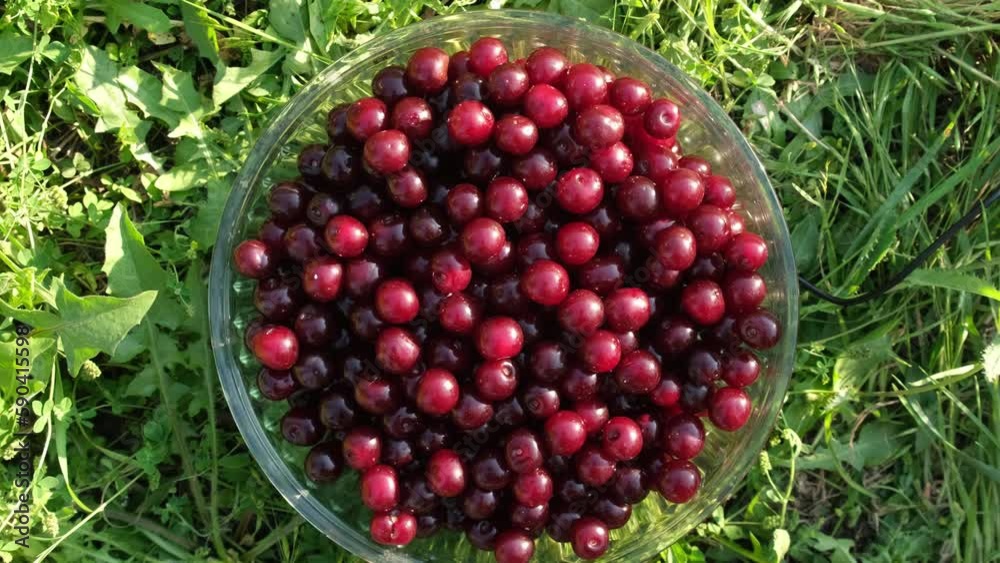 Bowl of fresh red cherries rotating on the grass background in the garden. Fresh juicy spinning cherry berries top view. Summer harvest