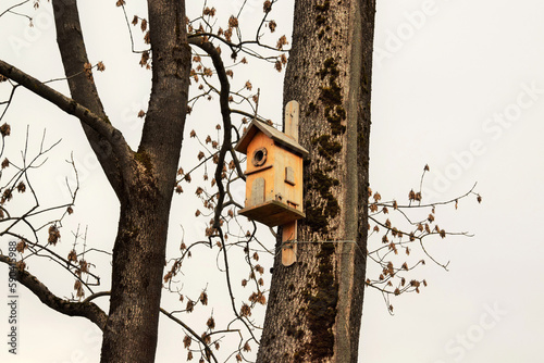Fototapeta Naklejka Na Ścianę i Meble -  bird feeder on a tree in a park