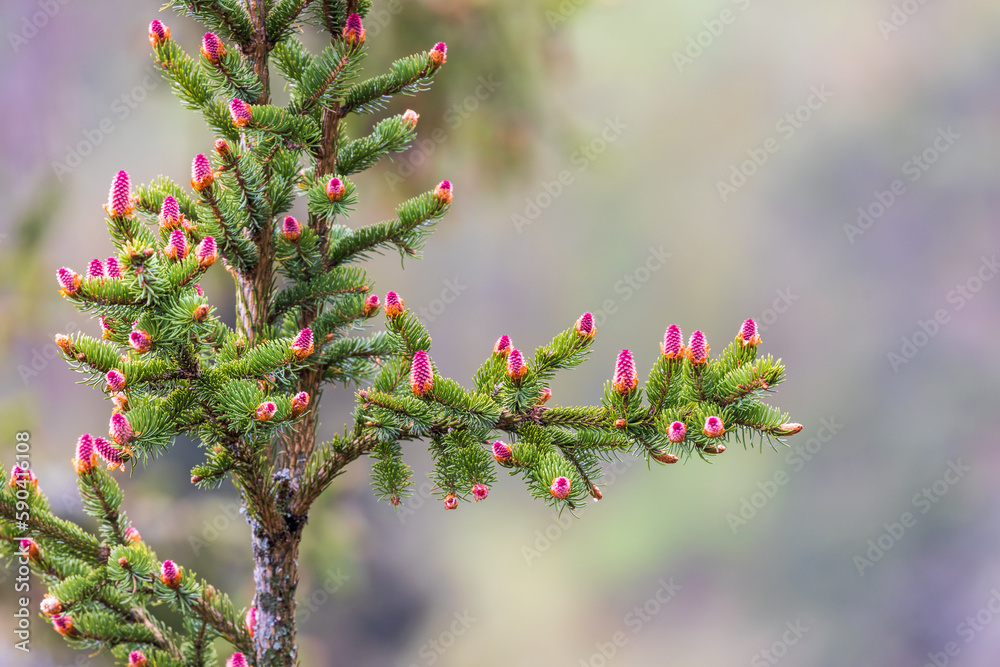 Red spruce cones on a branch in spring Red spruce cones on a branch in spring