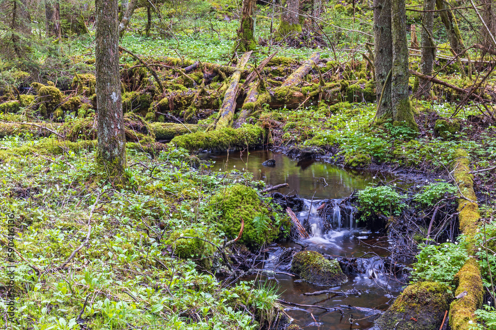 Creek in an ancient woodland at spring Creek in an ancient woodland at spring