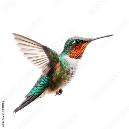 hummingbird in flight on transparent background 
