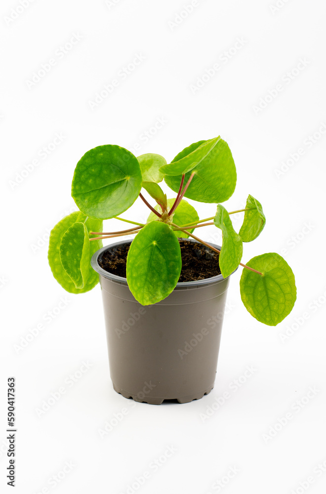 Pilea peperomioides, the Chinese money plant, UFO plant, pancake plant