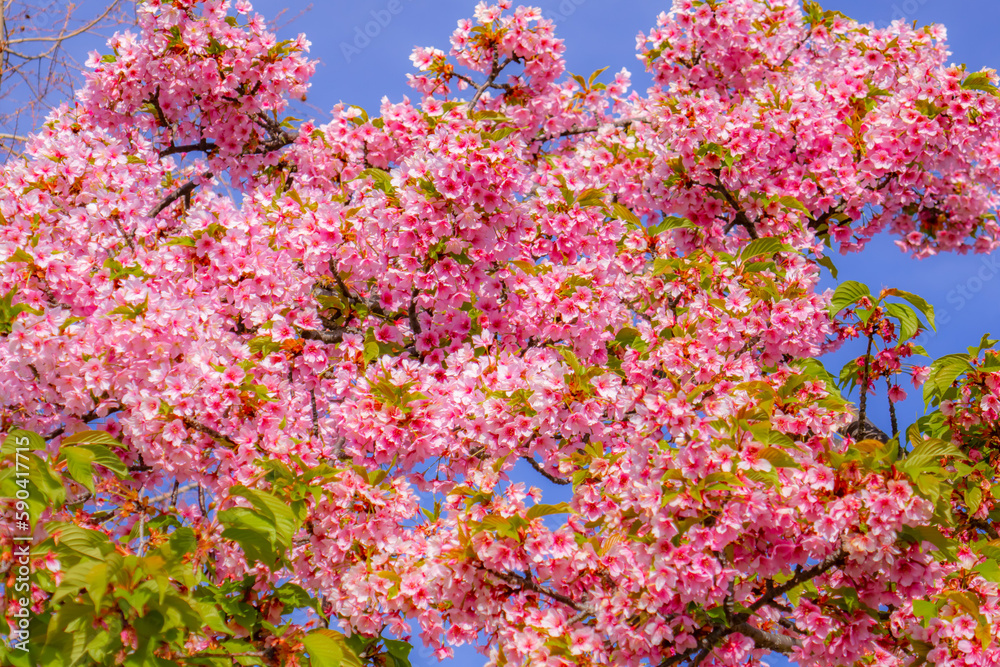 青空に映える満開の河津桜