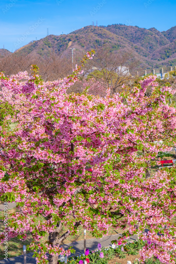 河津桜のある風景