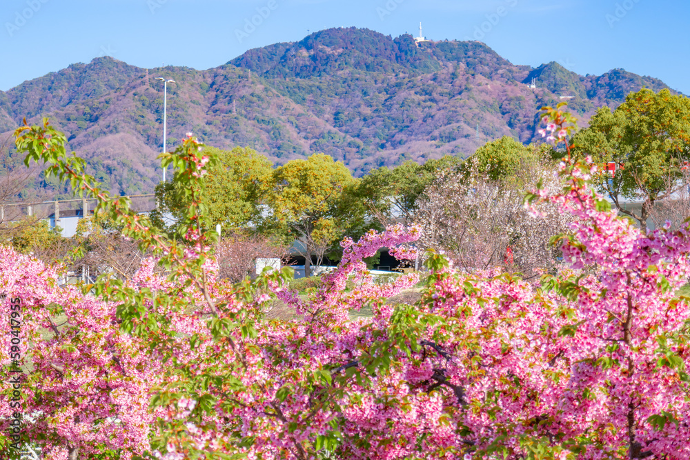 Obraz premium 河津桜のある風景