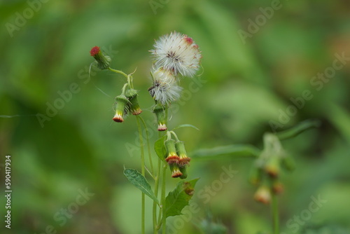 crassocephalum crepidioides, (also called fireweed, ebolo, thickhead, redflower ragleaf, sintrong, sentrong). Its fleshy, mucilaginous leaves and stems are eaten as a vegetable.