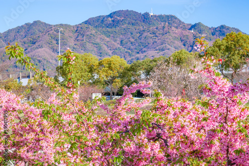 河津桜のある風景