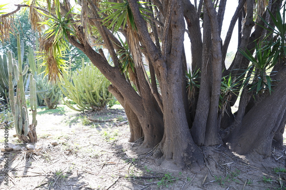 big dracaena 